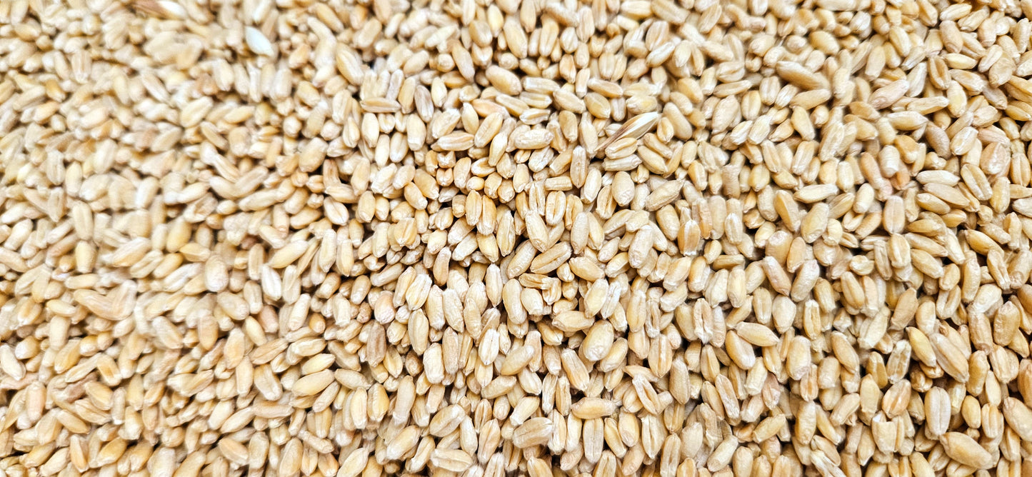 Bulk Sonora Wheat Berries 33lbs 5gallon bucket with resealable lid.