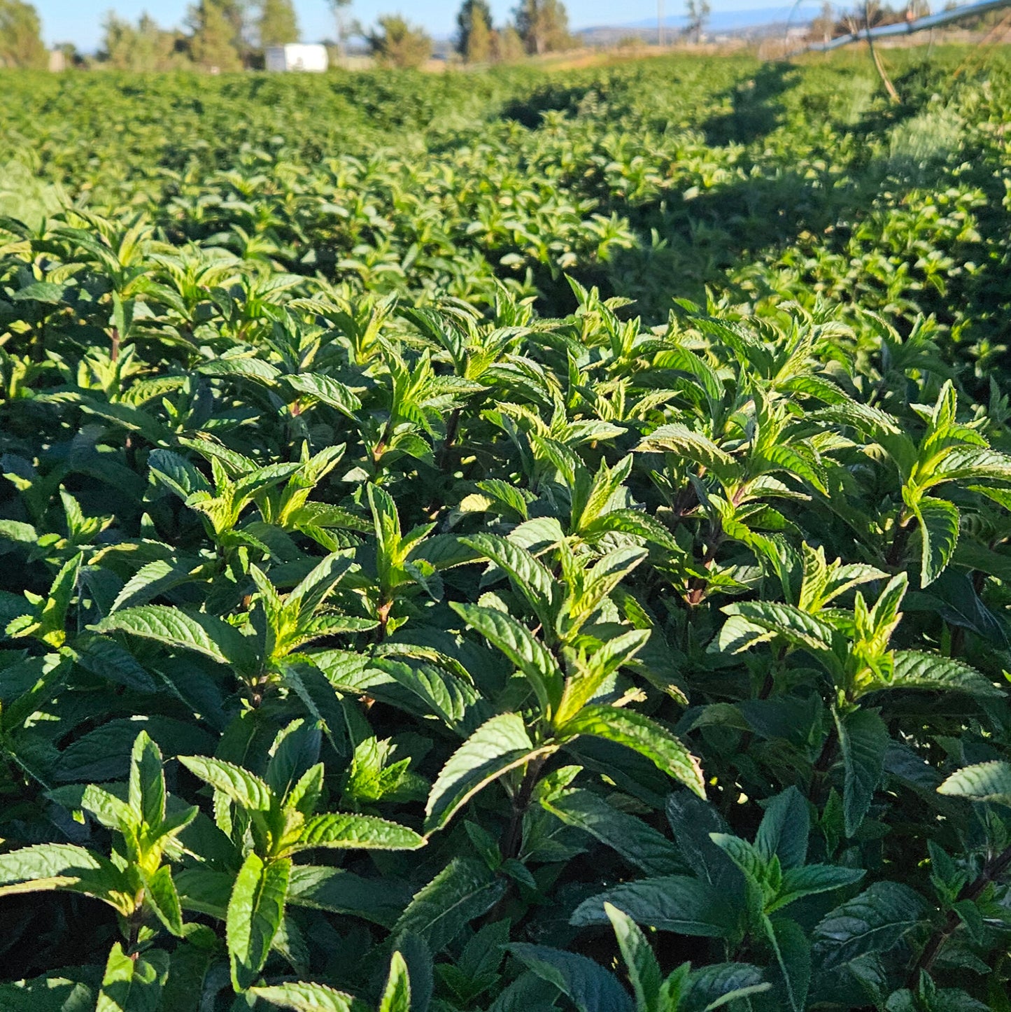 Peppermint Tea 3oz size