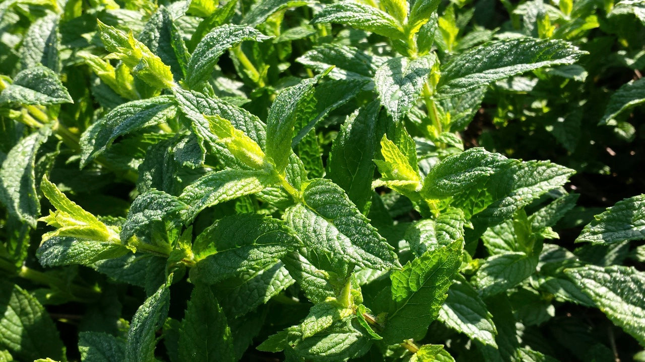 Spearmint Tea 3oz size
