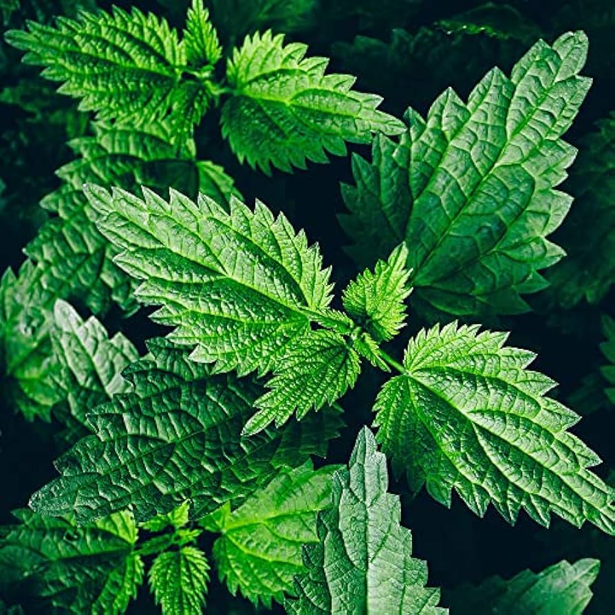 Nettle Tea 3oz size