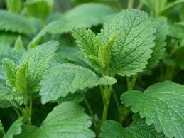 Lemon balm tea   3oz size
